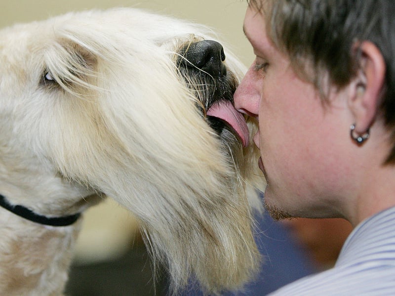 Adaptable to city, country or suburban life, the Soft Coated Wheaten Terrier is medium-sized breed of dog that is more easygoing that many of their terrier cousins. They need a decent amount of daily exercise and make a great first-time dog for a family.