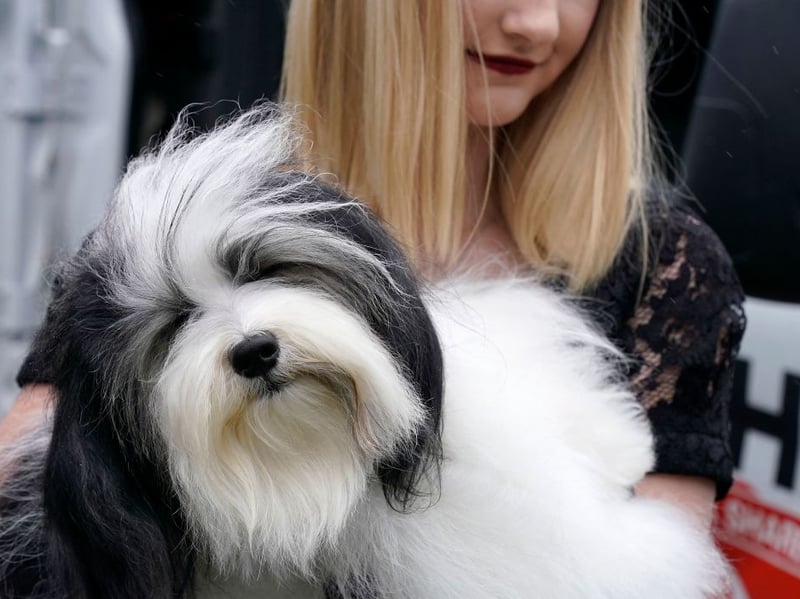 Havanese are sociable, affectionate and intelligent, with a cheerful temperament that suits families and individuals alike. They’re adaptable and relatively easy to train, but dislike being left alone for extended periods.