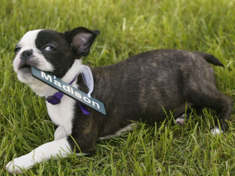 Compact and charming, Boston Terriers are low-maintenance and affectionate. They’re playful but not hyperactive, and their short coat requires minimal grooming - perfect for busy new dog owners.