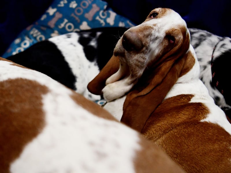 Basset Hounds are generally laid-back, affectionate and relatively low-energy around the home. Their independent streak can make training challenging, but patient owners may appreciate their gentle personalities and amusing character.