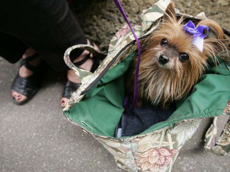 For those looking for a classic lapdog that will spend the majority of their time curled up as close to you/on top of you as possible then may we introduce you to the Yorkshire Terrier. Make sure to be on top of your training though - unless you want your dog to be vocal. They'll also need regular visits to the groomer, so make sure you include that in your doggy budget. 