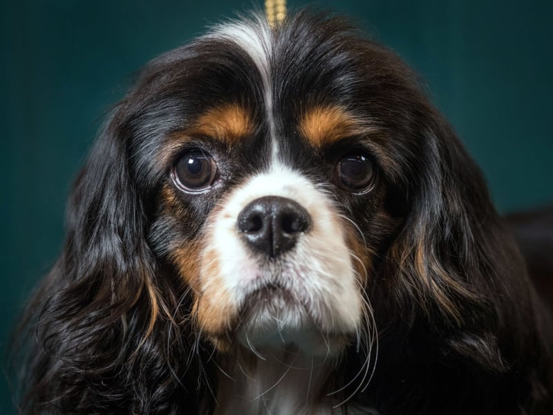 Small, affectionate, and adaptable, Cavaliers are easygoing lap dogs. They’re great with kids, enjoy cuddling, and don’t require intense exercise, making them perfect for first-time owners or flat dwellers. 