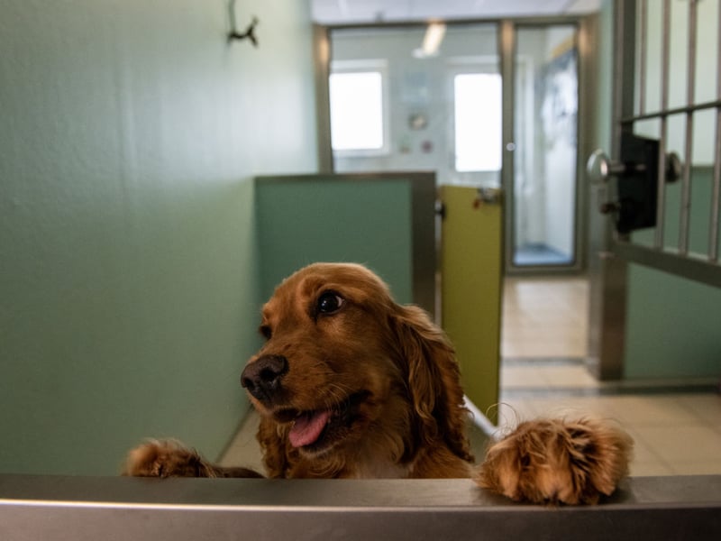 Cocker Spaniels are affectionate, intelligent and eager to learn. They can make wonderful family companions for first-time owners who enjoy an active lifestyle, though their coats require regular grooming and care.
