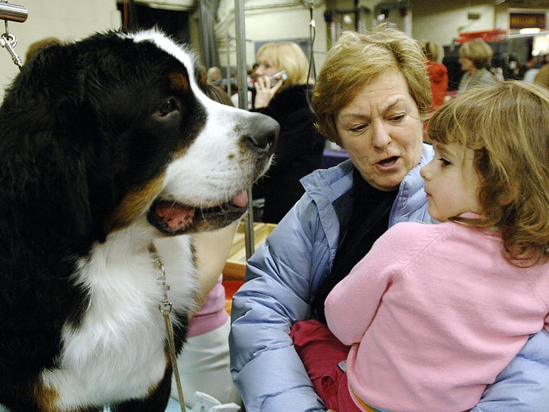 If you are a first time owner keen to go 'extra large' then the Berenese Mountain Dog is probably your best option. Easy-going, eager-to-please and gentle, their intelligence makles them relatively easy to train. They are good with kids too, and surprisingly lazy. Their hair is the only part of thme that's fairly high maintenance - there's a lot of it and they need regular brushing (while your carpet will need regular hoovering). 