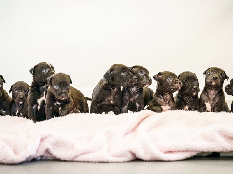 A rescued dog gave birth to the largest litter of puppies ever seen at the RSPCA rescue centre where she is being cared for.