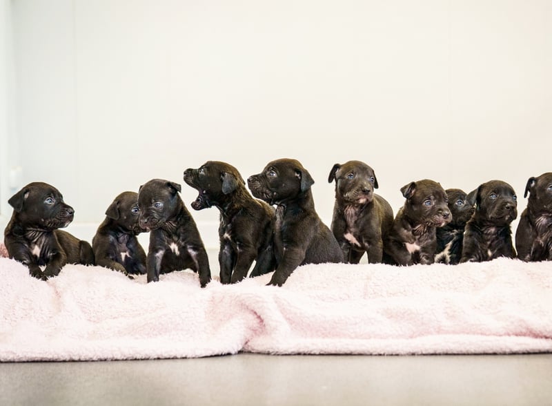A rescued dog gave birth to the largest litter of puppies ever seen at the RSPCA rescue centre where she is being cared for.