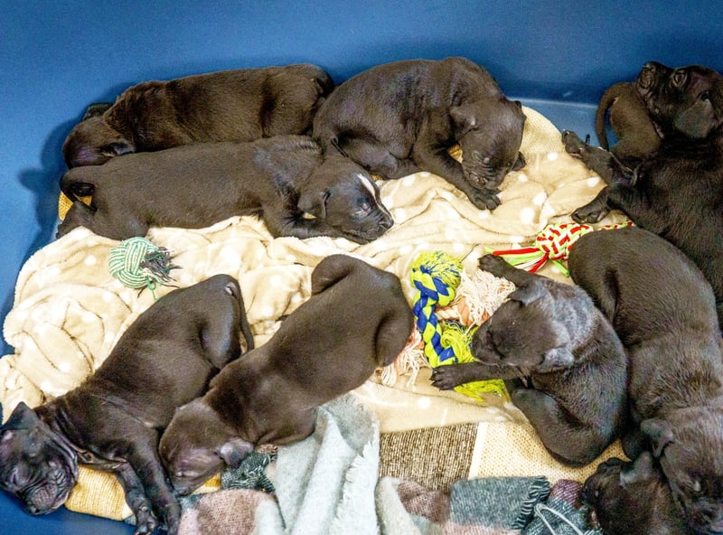 A rescued dog gave birth to the largest litter of puppies ever seen at the RSPCA rescue centre where she is being cared for.
