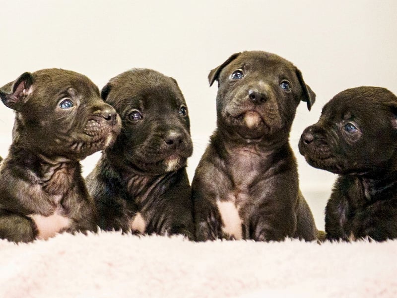 A rescued dog gave birth to the largest litter of puppies ever seen at the RSPCA rescue centre where she is being cared for.