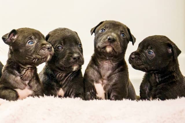 A rescued dog gave birth to the largest litter of puppies ever seen at the RSPCA rescue centre where she is being cared for.