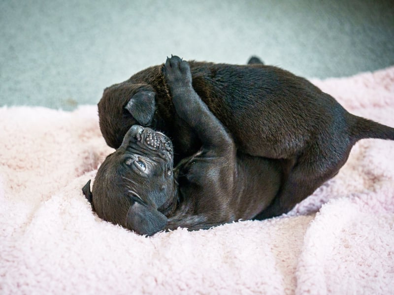 A rescued dog gave birth to the largest litter of puppies ever seen at the RSPCA rescue centre where she is being cared for.