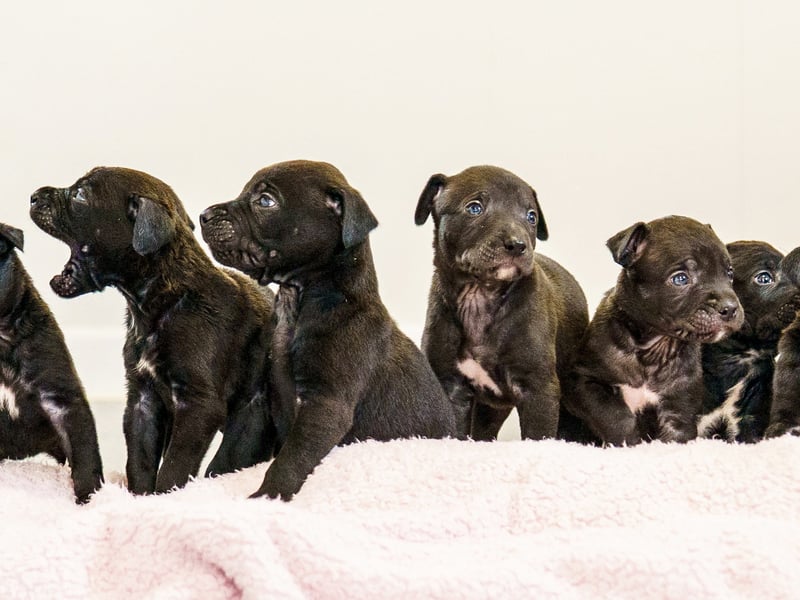 A rescued dog gave birth to the largest litter of puppies ever seen at the RSPCA rescue centre where she is being cared for.