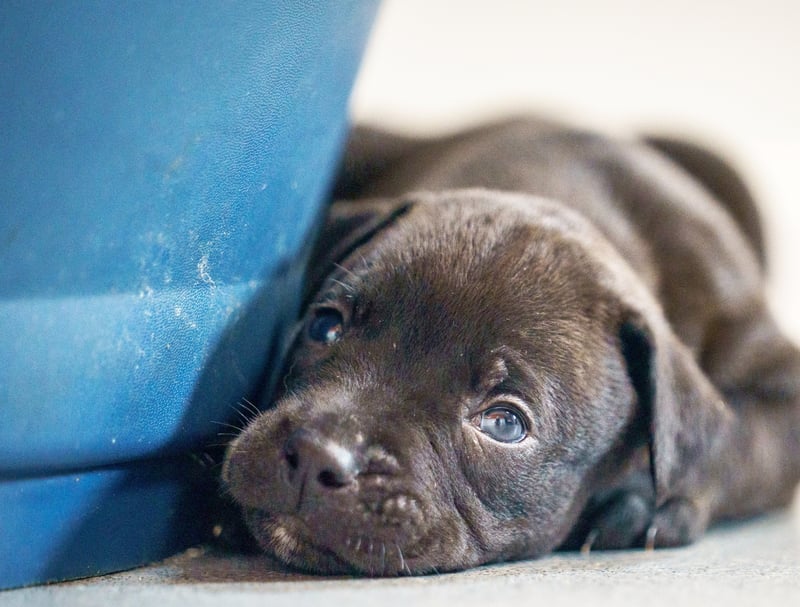 A rescued dog gave birth to the largest litter of puppies ever seen at the RSPCA rescue centre where she is being cared for.