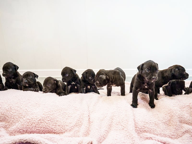 A rescued dog gave birth to the largest litter of puppies ever seen at the RSPCA rescue centre where she is being cared for.