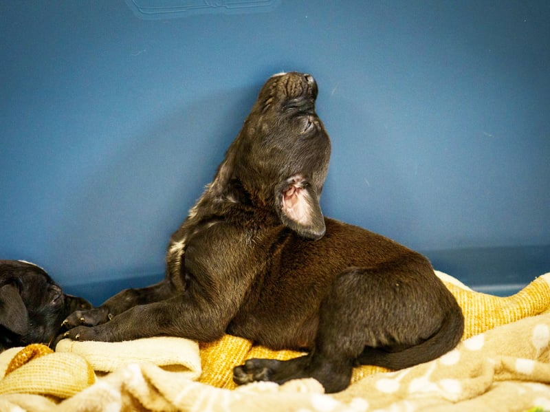 A rescued dog gave birth to the largest litter of puppies ever seen at the RSPCA rescue centre where she is being cared for.