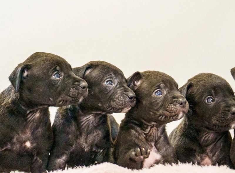 A rescued dog gave birth to the largest litter of puppies ever seen at the RSPCA rescue centre where she is being cared for.