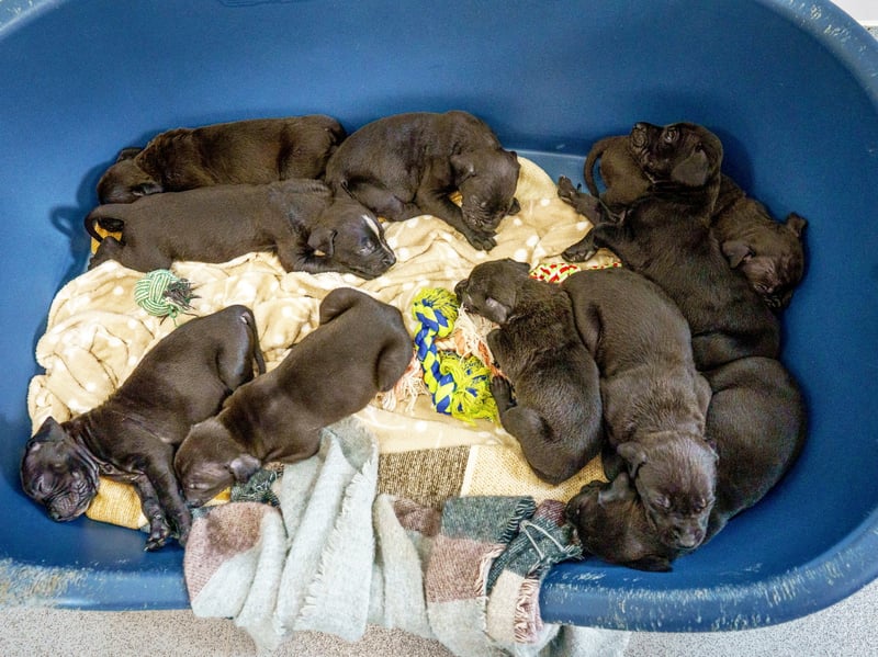 A rescued dog gave birth to the largest litter of puppies ever seen at the RSPCA rescue centre where she is being cared for.