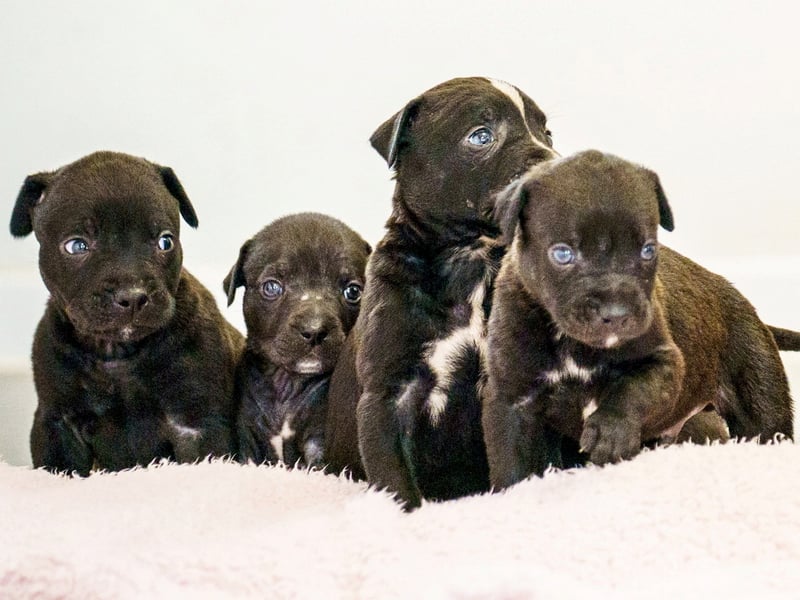 A rescued dog gave birth to the largest litter of puppies ever seen at the RSPCA rescue centre where she is being cared for.
