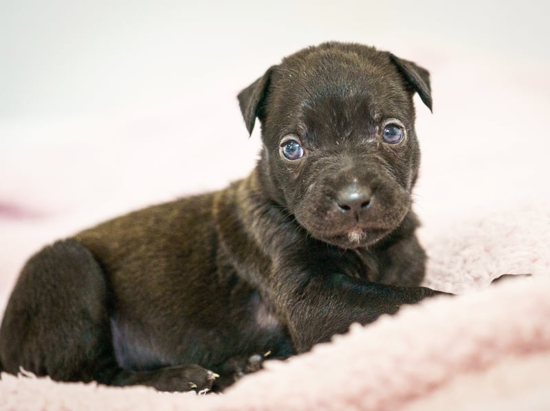 A rescued dog gave birth to the largest litter of puppies ever seen at the RSPCA rescue centre where she is being cared for.