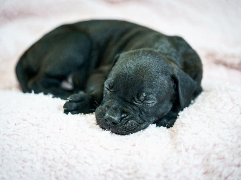 A rescued dog gave birth to the largest litter of puppies ever seen at the RSPCA rescue centre where she is being cared for.