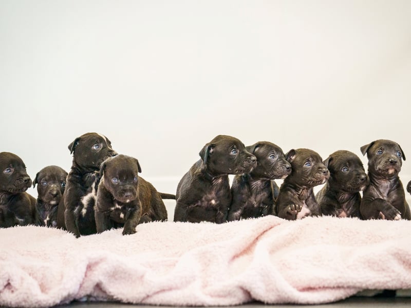 A rescued dog gave birth to the largest litter of puppies ever seen at the RSPCA rescue centre where she is being cared for.