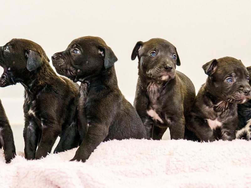 A rescued dog gave birth to the largest litter of puppies ever seen at the RSPCA rescue centre where she is being cared for.