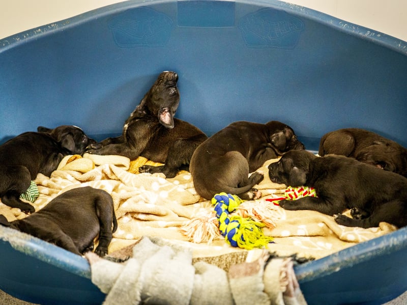 A rescued dog gave birth to the largest litter of puppies ever seen at the RSPCA rescue centre where she is being cared for.