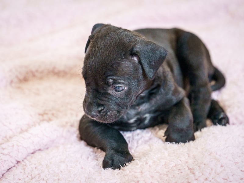 A rescued dog gave birth to the largest litter of puppies ever seen at the RSPCA rescue centre where she is being cared for.
