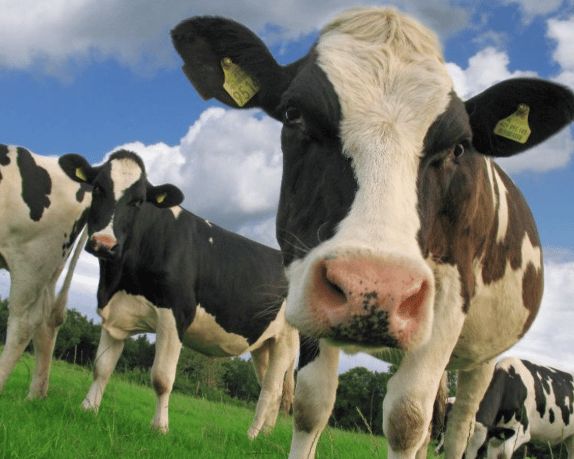 What Moo looking at? Cow in field