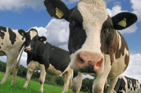 What Moo looking at? Cow in field