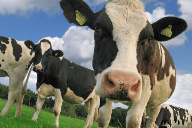 What Moo looking at? Cow in field
