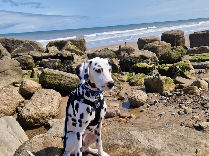 Arlo