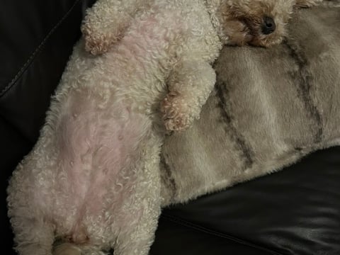 Daisy