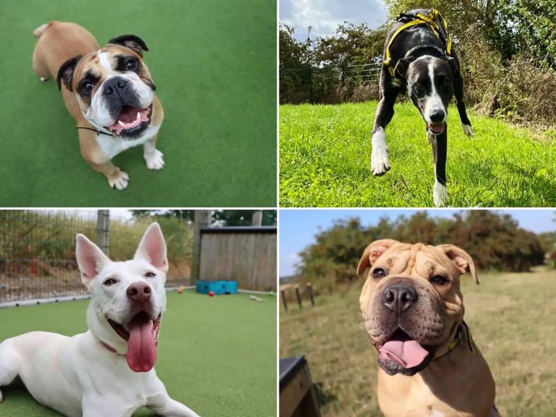 All these dogs are searching for their forever homes.