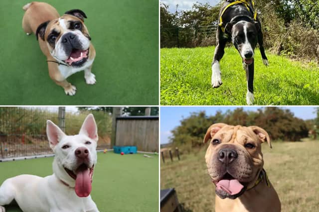 All these dogs are searching for their forever homes.