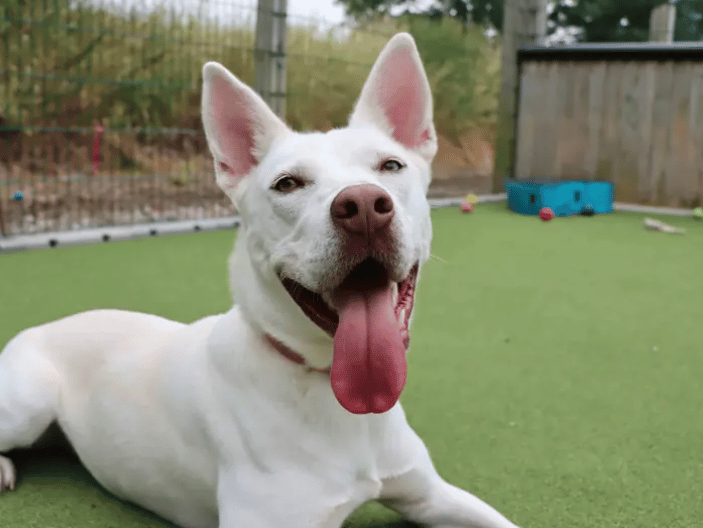 Luna is looking for an active family who are passionate about training and enjoy including their dog in lots of fun activities. Full of energy and enthusiasm, she'll thrive with plenty of mental stimulation to keep her busy and provide positive outlets for her playful nature. Luna enjoys the company of other dogs and could live with a confident, playful canine companion who doesn't mind her bouncy, all-paws-in play style.