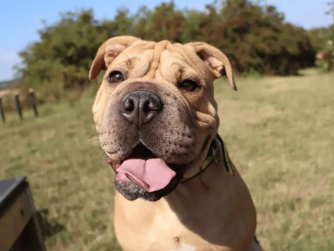 Bonnie is a wonderful girl who will flourish with adopters who have plenty of time to devote to her and can provide a consistent routine. She can be sensitive in some situations, so allowing her to take things at her own pace and building her confidence through gradual, positive experiences will be important.