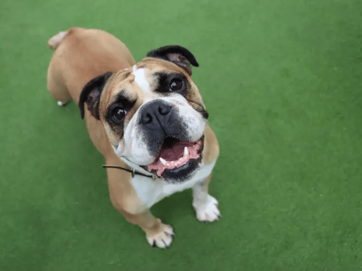Calli is a super sweet girl who is looking for supportive adopters who will take things at her pace and build up her confidence. She’ll benefit from further training including minimal leaving hours, building on house training and gentle socialisation to everyday life. Her new family will need to visit the centre a couple of time to build up a relationship before heading home together.