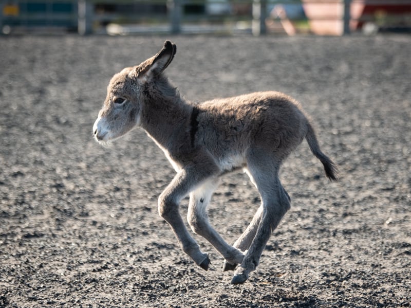 Doris the donkey has given birth to a new foal at Farmer Parrs and they are asking the public to name him.