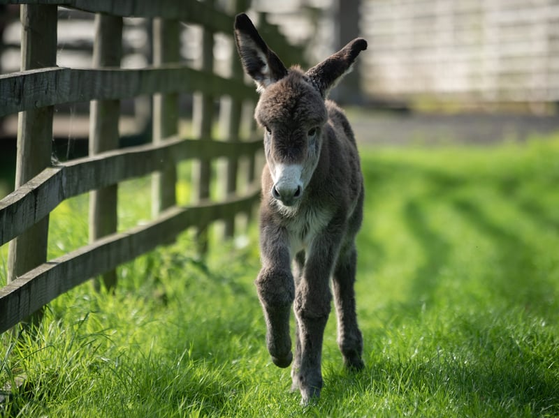 Doris the donkey has given birth to a new foal at Farmer Parrs and they are asking the public to name him.