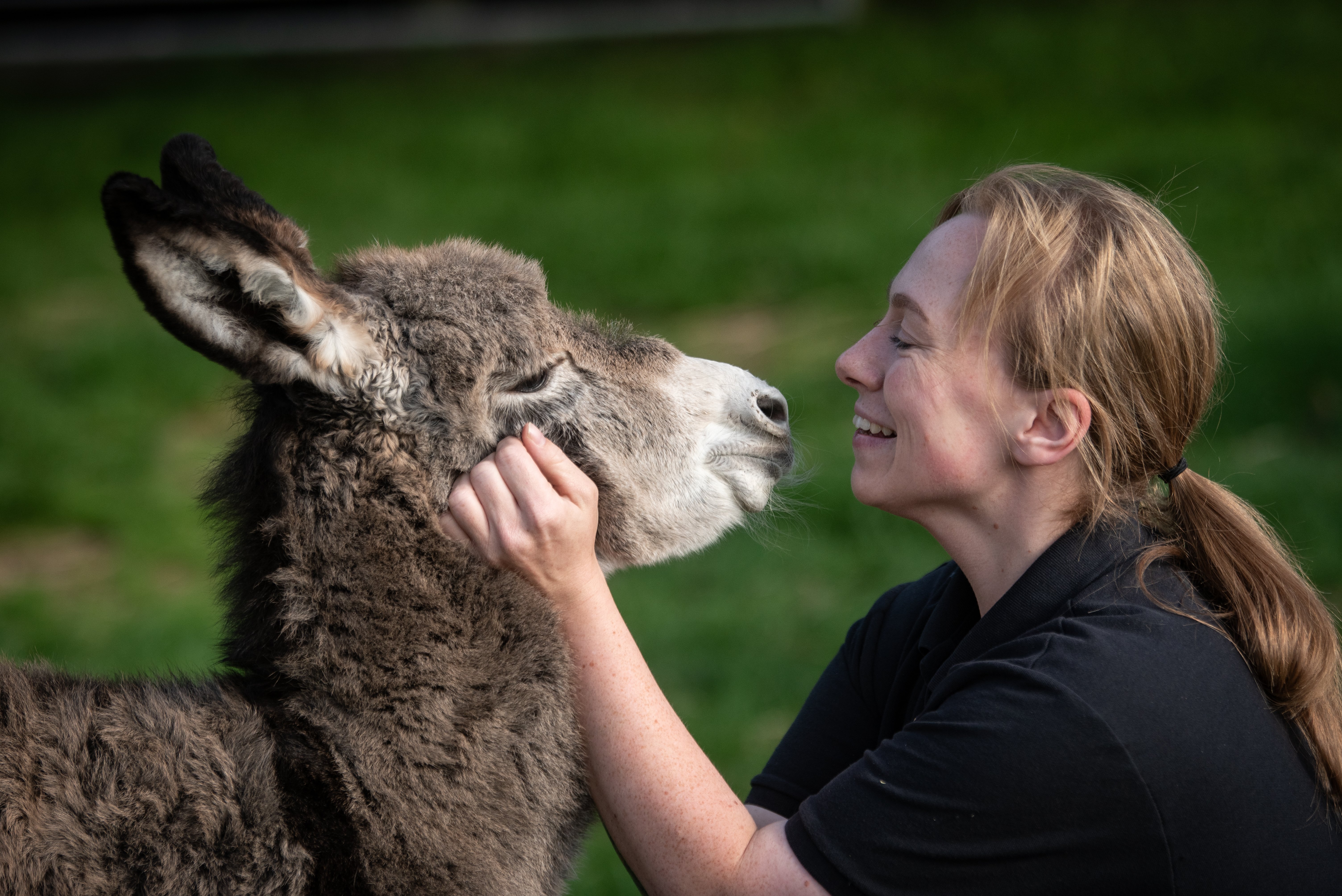 A new foal has been born at Farmer Parrs and they are asking the public to name him.