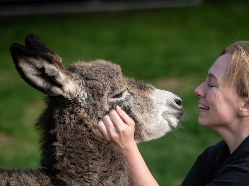 A new foal has been born at Farmer Parrs and they are asking the public to name him.