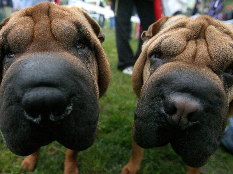 Another breed whose hygiene problems stem from folds of skin, to keep a wrinkly Shar Pei fresh you'll need to give it a clean every day and a full bath at least three times a week.