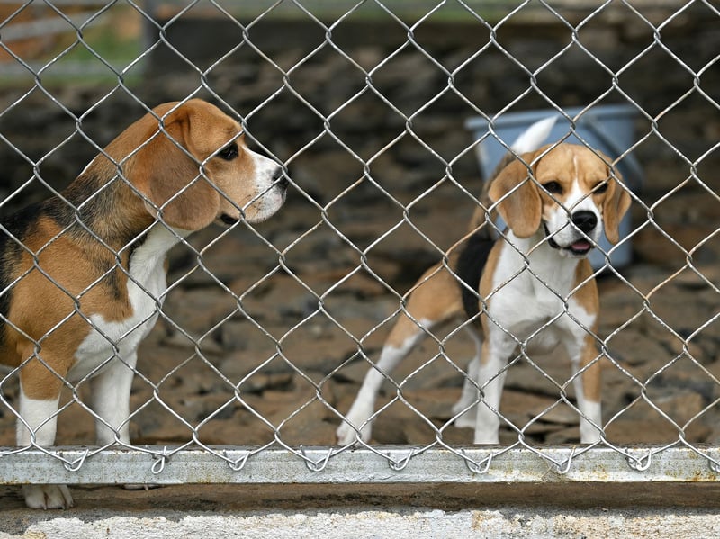 The Beagle naturally has a strong odor that helps them keep track of other pack members when on a hunt. Their oily, short coat is the main source of the smell.