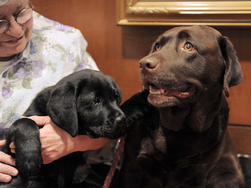 Labrador Retriever owners quickly get used to their pet's doggy pong, in fact many even like it, but to an outsider visiting your home the odour will be immediate and obvious. Particularly strong when they are damp, the Labrador also adores rolling in smelly stuff and proudly bringing the stench home for you.