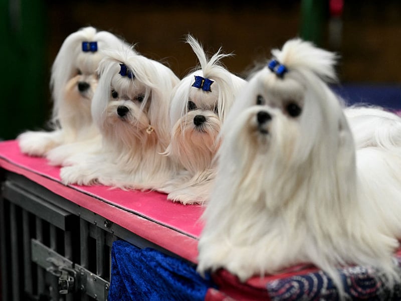 The Yorkshire Terrier's luxurious coat quickly builds up dirt, as do its hairy ears, while the skin around their mouth is prone to infection. Regular grooming and bathing will minimise any unwanted smells though.