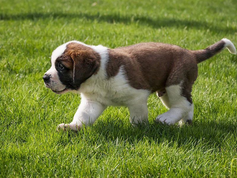 The Saint Bernard's thick double coat is perfect for keeping warm in its native snowy Alpine environment, but does tend to lock in smells as well as heat. They are also prolific droolers, and the collecting slobber can also be a bit whiffy.