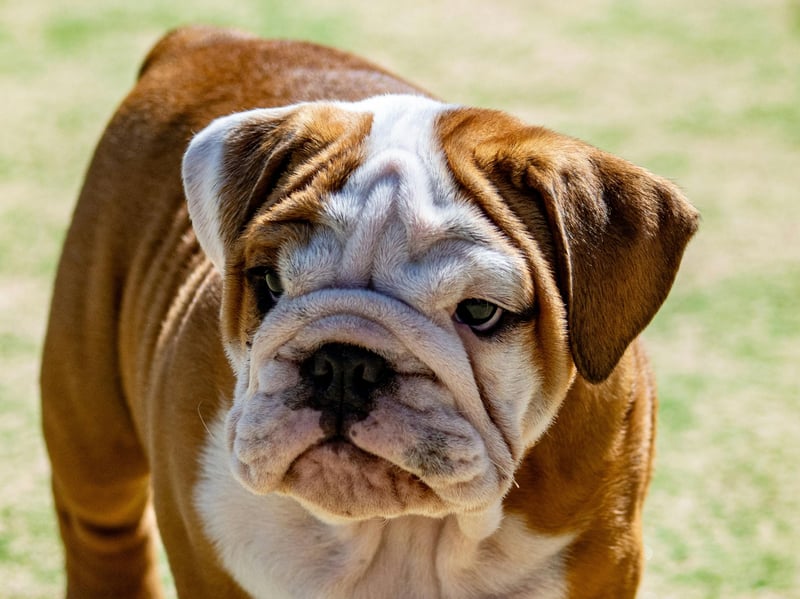 Bulldogs are particularly susceptible to bad breath, due to plaque and decay caused by misaligned teeth. They also have face wrinkles that can catch food particles, with the skin under their tail stub can easily become infected causing a nasty odour. 