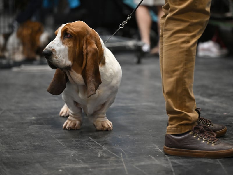Basset Hounds have a litany of potentially smell-causing traits. It's a bread that producing excess skin oils and drool, their long ears trap moisture and bacteria, while skin folds harbor odor. Without frequent cleaning, they develop a strong, musty hound scent that can take over your home. Buy fraganced candles!