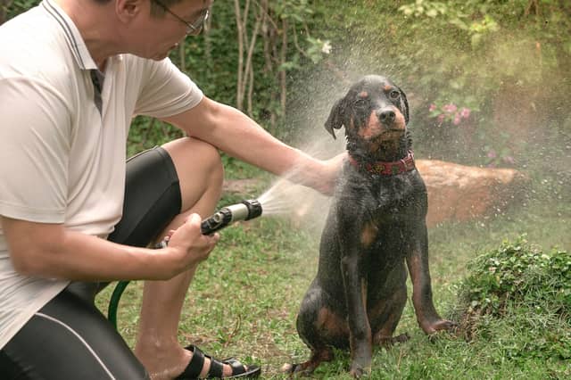 Some dogs just can't help being a bit stinky.