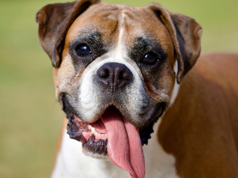 There's no delicate way to put this - the Boxer is a breed that has a major problem with flatulence. They also often suffer from food allergies, causing itchy and smelly skin infections. Being very careful about what you feed them can mitigate the situation somewhat.